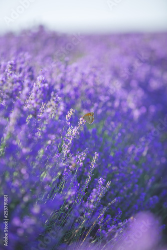 Lavender flowers and little butterfly on flower in a soft focus