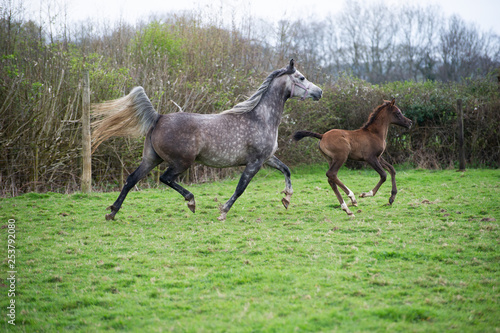 Grey Arabian mare and foal at liberty in a field