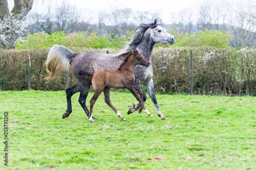 Grey Arabian mare and foal trotting in a field
