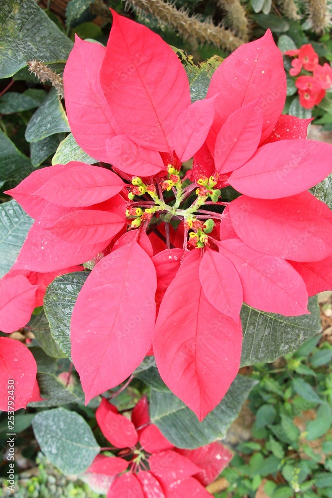 Red leaves in garden with the nature Red leaves in garden with the nature