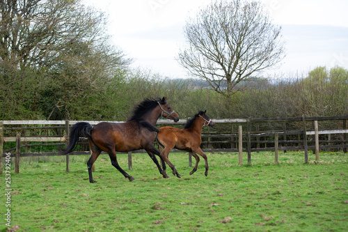 Bay Arabian mare and foal at liberty in a field