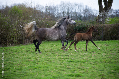 Grey mare and foal at liberty in a field