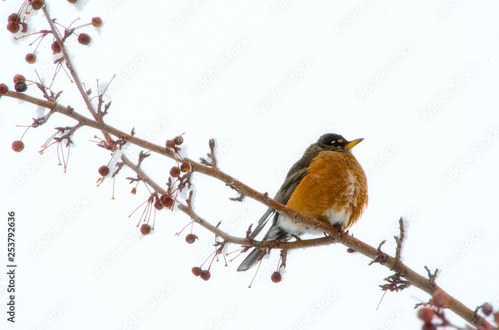 Robin in Spring