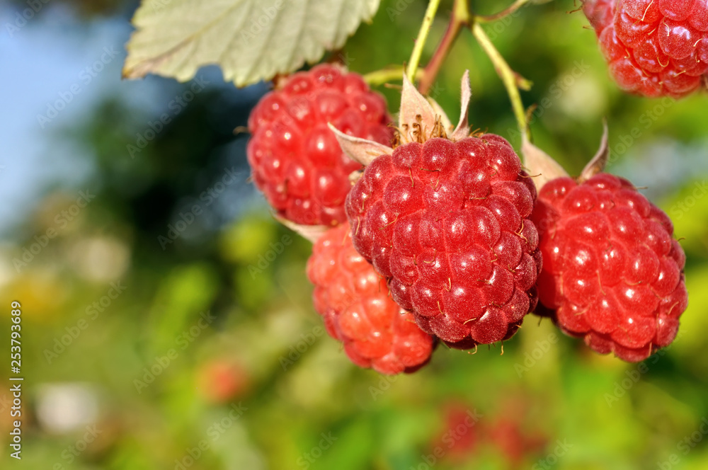 close-up of raspberry branch in the garden in sunny summer day close-up of raspberry branch in the garden in sunny summer day