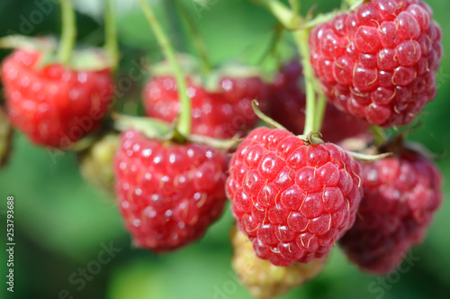 close-up of  raspberry branch  in the garden in sunny summer day 