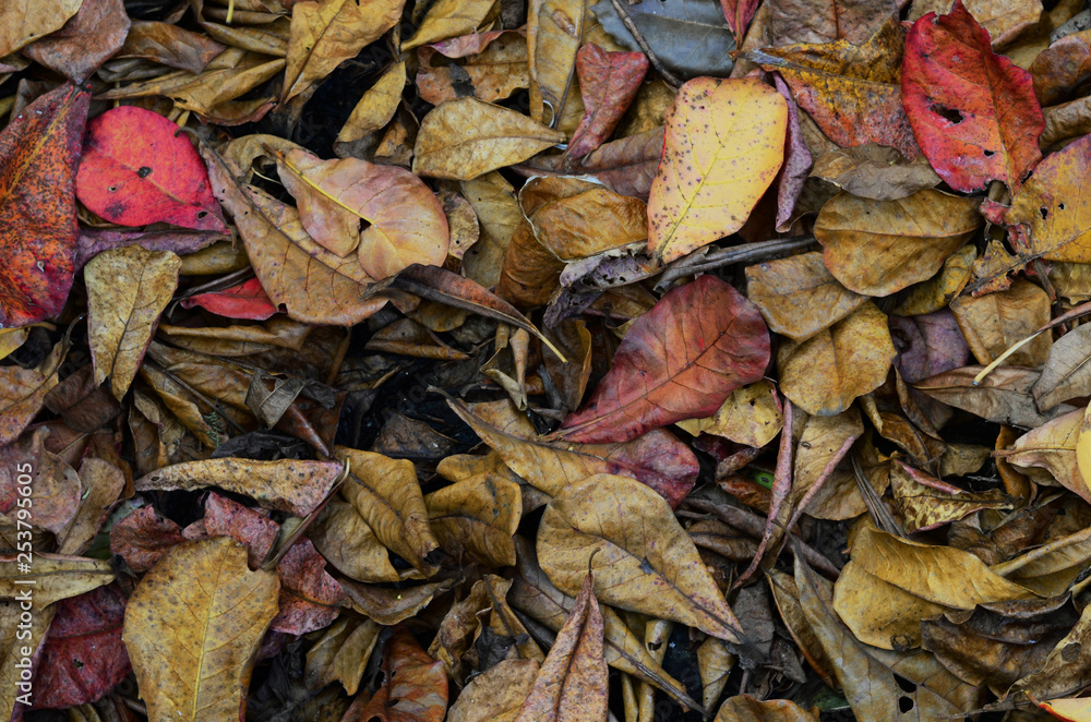 Dry leave of summer background texture. Dry leave of summer background texture.