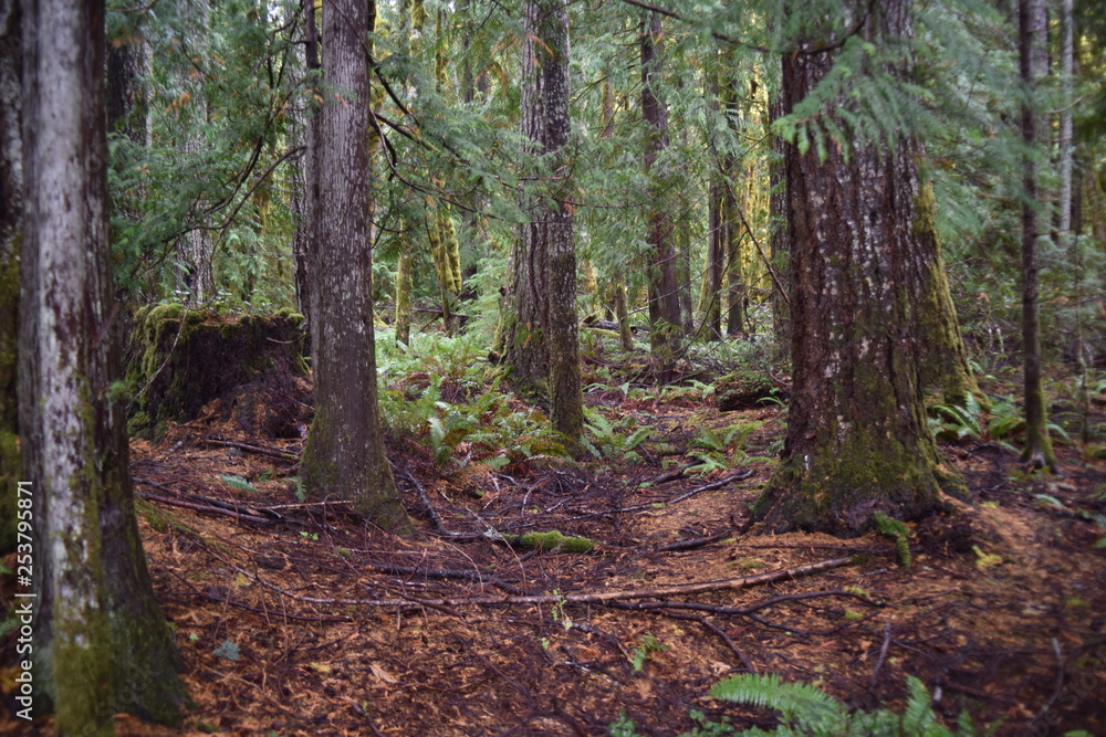 Washington, U.S.A. October 19, 2017. Olympic National Park Moments in Time Trail. Peaceful footpath through moss-covered pine trees, ferns, stumps, and rich autumn colors alongside Lake Crescent Washington, U.S.A. October 19, 2017. Olympic National Park Moments in Time Trail. Peaceful footpath through moss-covered pine trees, ferns, stumps, and rich autumn colors alongside Lake Crescent