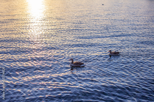 Ducks in sunset