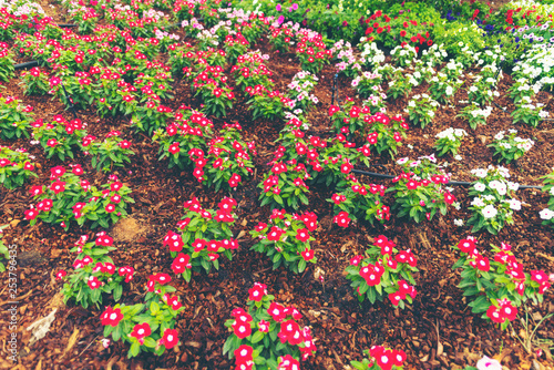 flower in the garden, tropi...