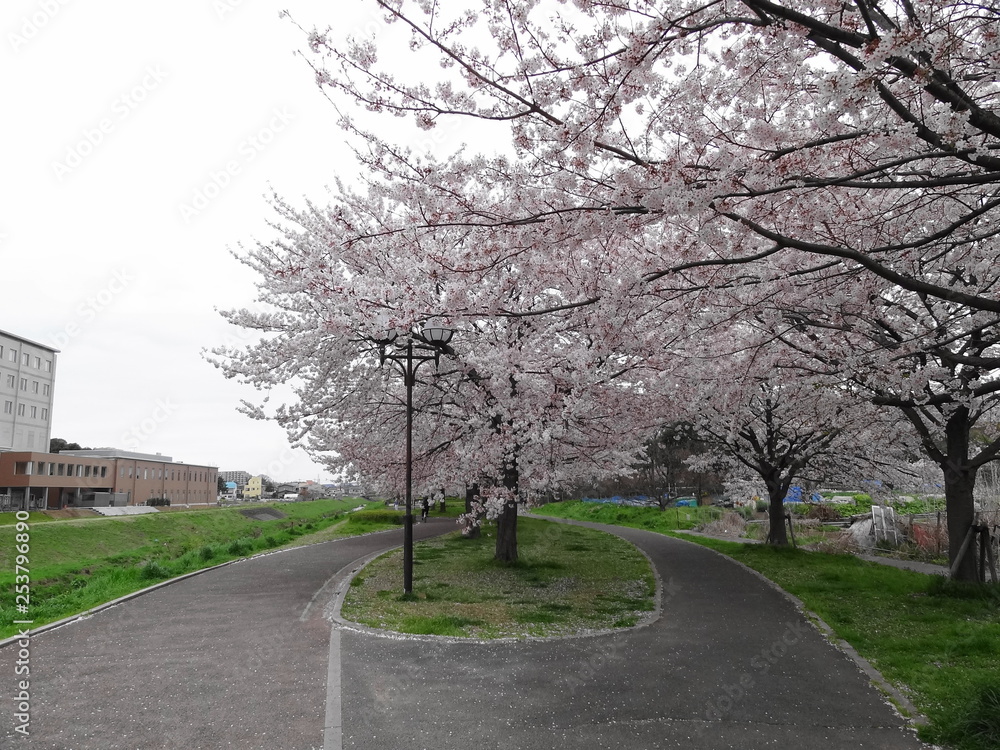 高田緑地の桜 高田緑地の桜