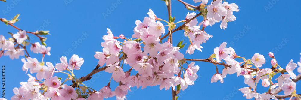 Pink spring cherry blossom, blue sky panoramic background - obrazy, fototapety, plakaty 