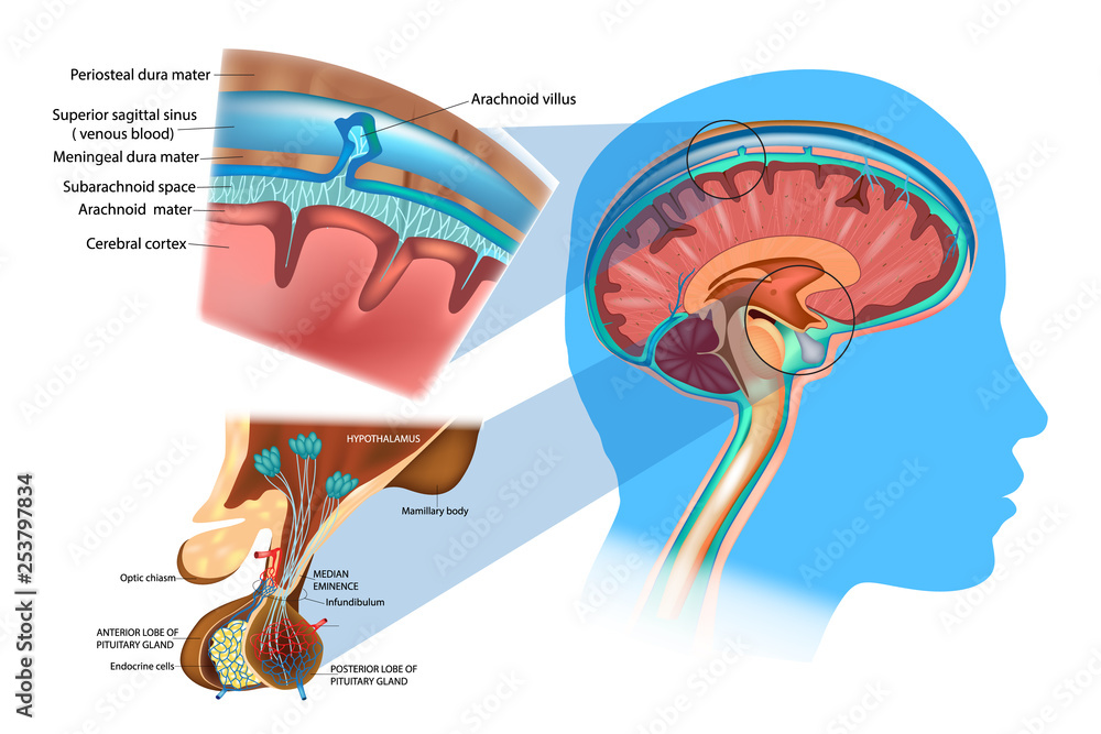 Anatomy of the Brain Meninges, Hypothalamus and Anterior Pituitary
