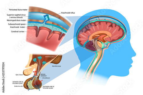 Anatomy of the Brain: Meninges, Hypothalamus and Anterior Pituitary.  Diagram of section of top of brain showing the meninges and subarachnoid space photo