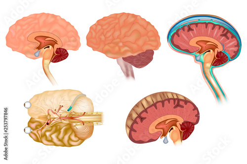 Human brain detailed anatomy from different views. 