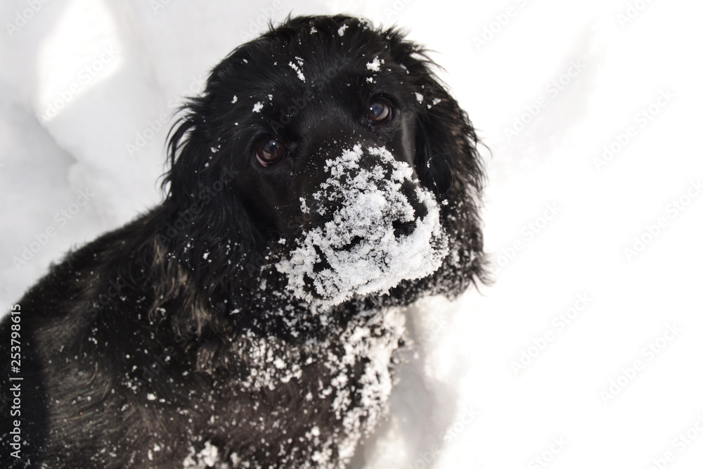 black dog in the snow