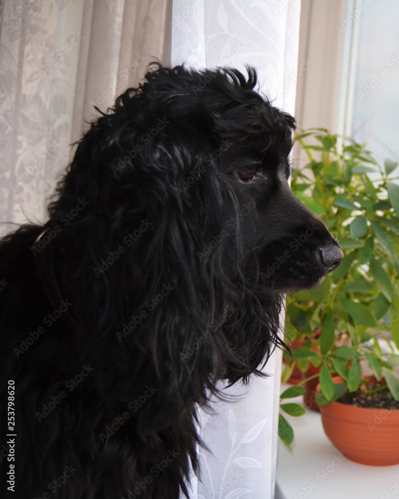 black dog looks out the window thoughtfully