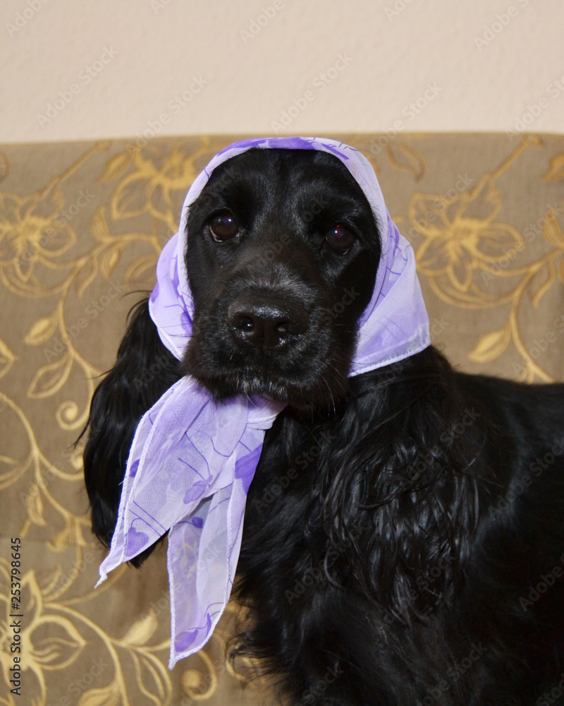 dog in scarf on head