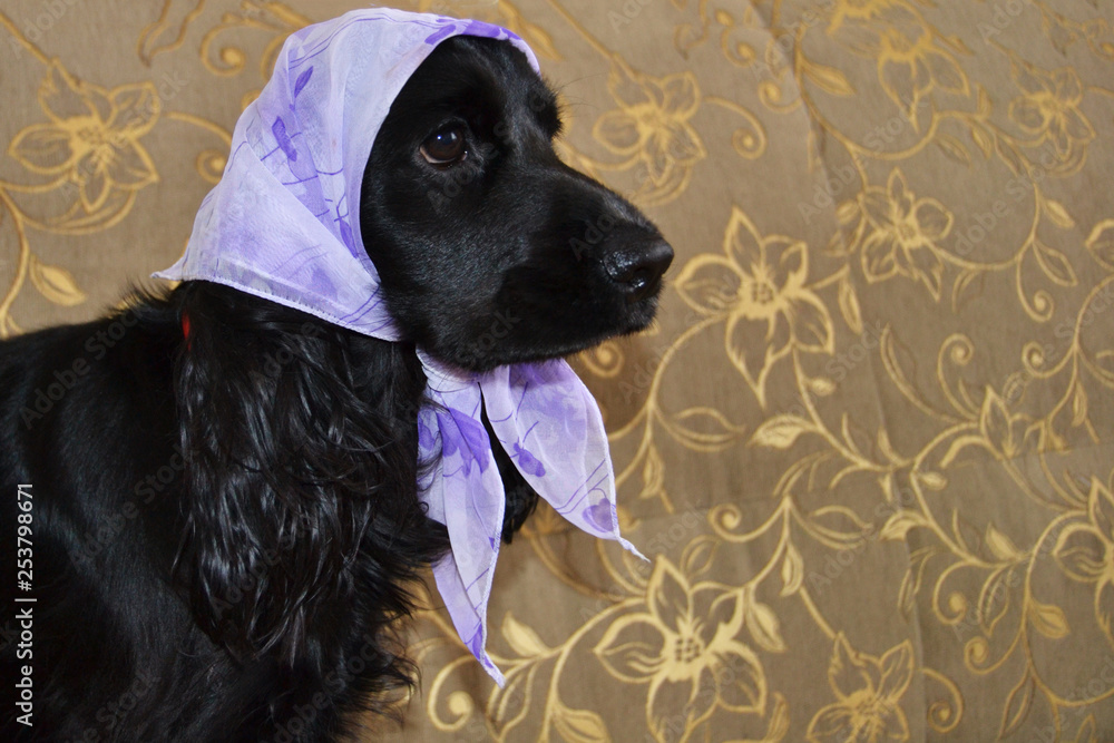dog in scarf on head