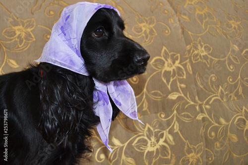 Obraz na płótnie dog in scarf on head w salonie
