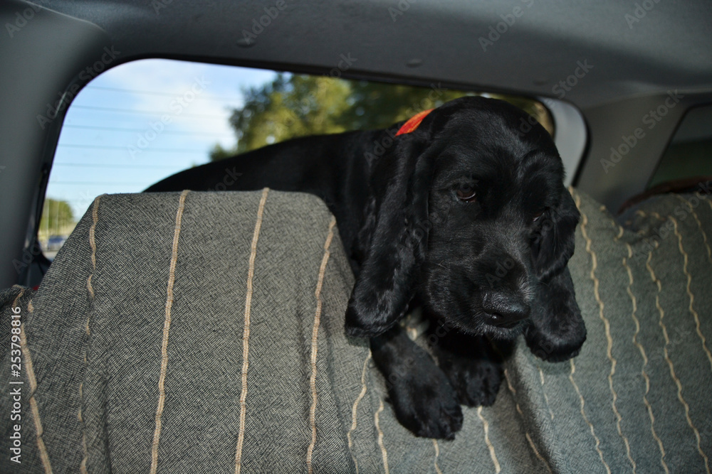 dog in the car trunk