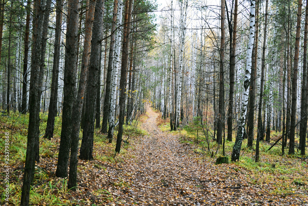 path leading into the forest