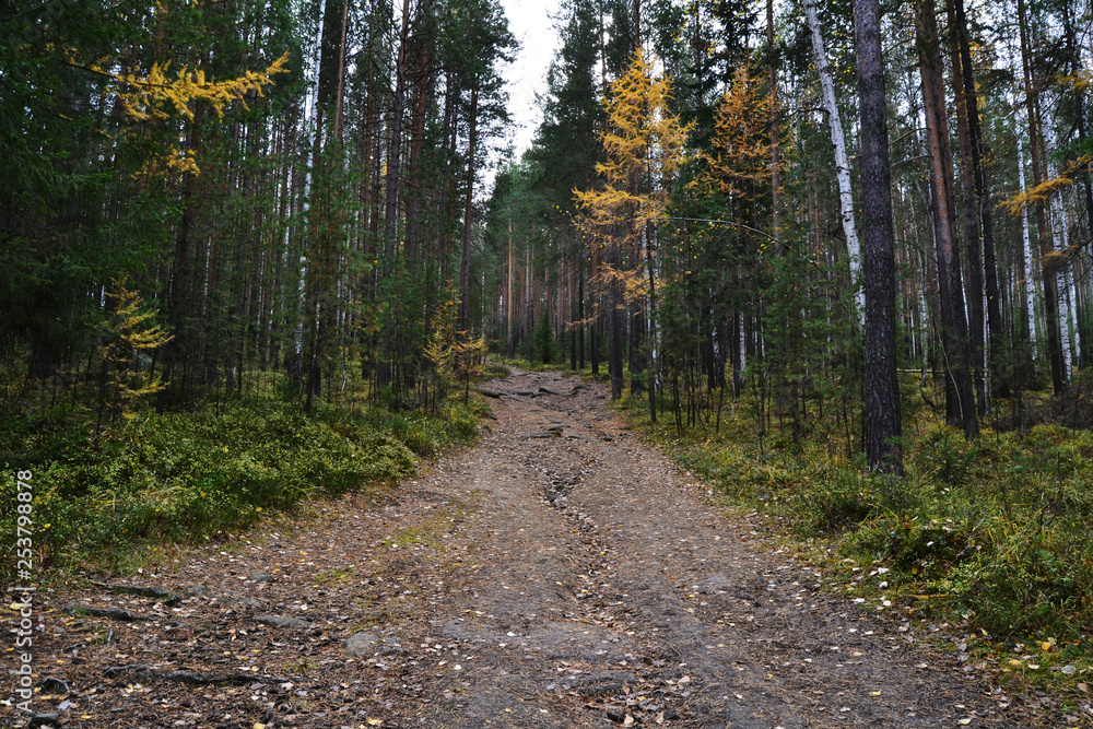 path leading into the forest