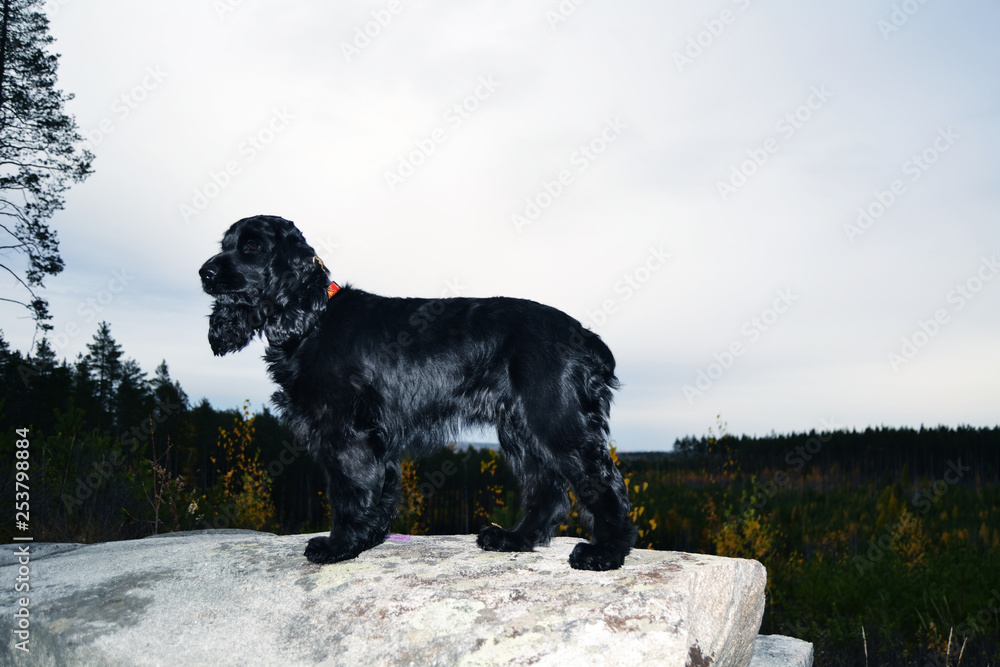 graceful dog on a background of forest and sky