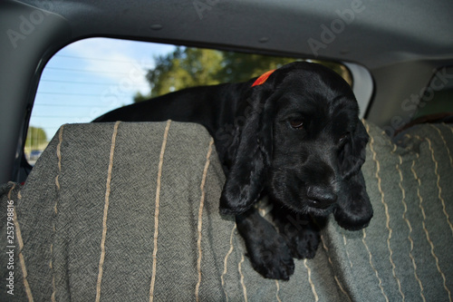 Obraz na płótnie dog in the car trunk w salonie