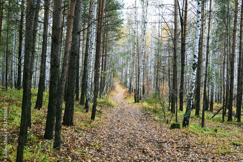 Obraz na płótnie path leading into the forest w salonie