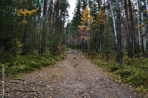 Obraz na płótnie path leading into the forest w salonie