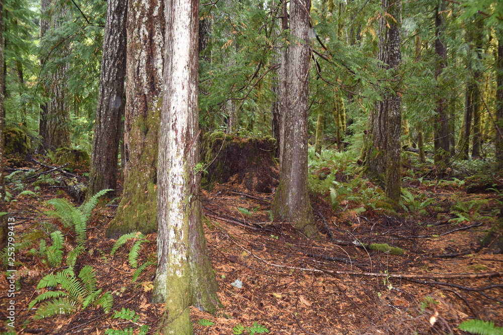 Washington, U.S.A. October 19, 2017. Olympic National Park Moments in Time Trail. Peaceful footpath through moss-covered pine trees, ferns, stumps, and rich autumn colors alongside Lake Crescent. Washington, U.S.A. October 19, 2017. Olympic National Park Moments in Time Trail. Peaceful footpath through moss-covered pine trees, ferns, stumps, and rich autumn colors alongside Lake Crescent.