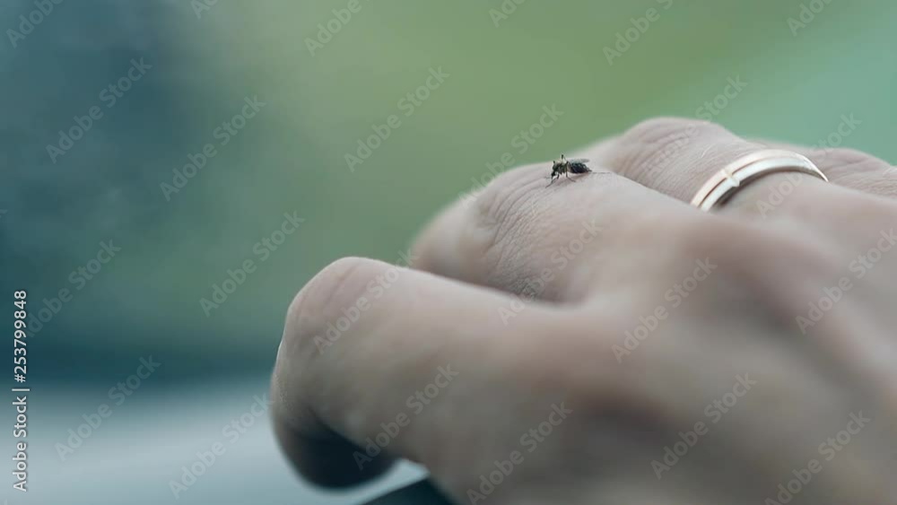 macro view wonderful small mosquito sits on person hand with gold ring in car under rain in nasty weather