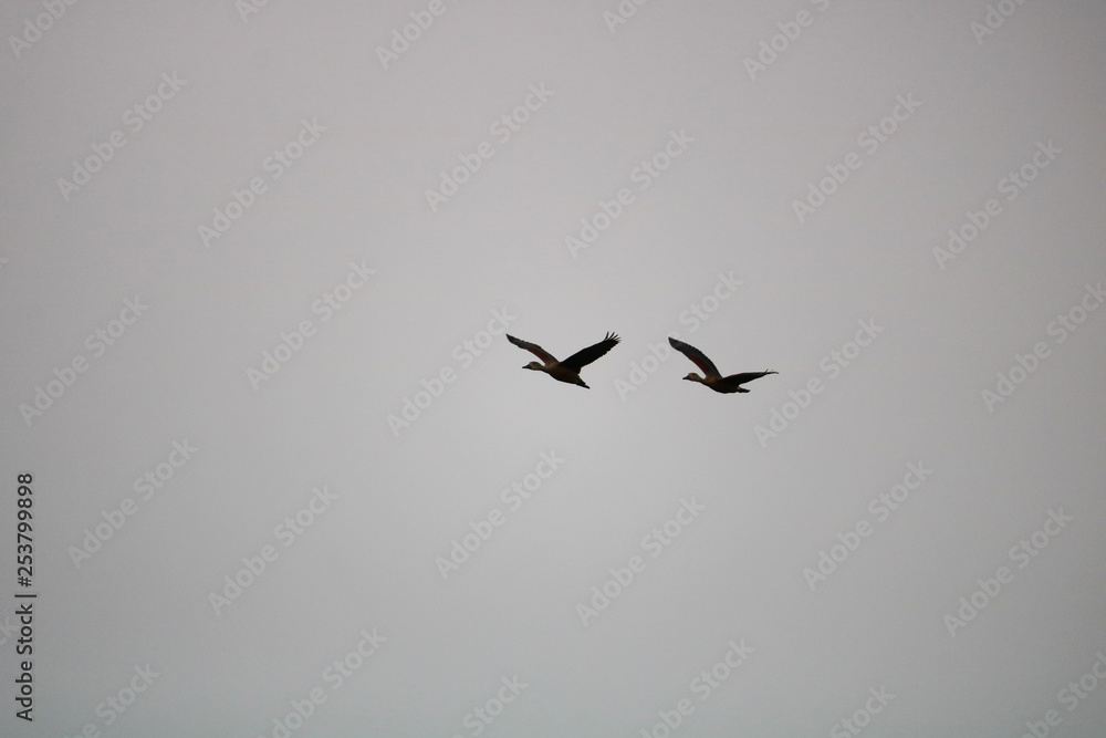 This is a picture of two birds flying in the sky on a cloudy day.