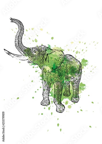 Vector colored illustration of a standing African elephant with watercolor splashes in the background