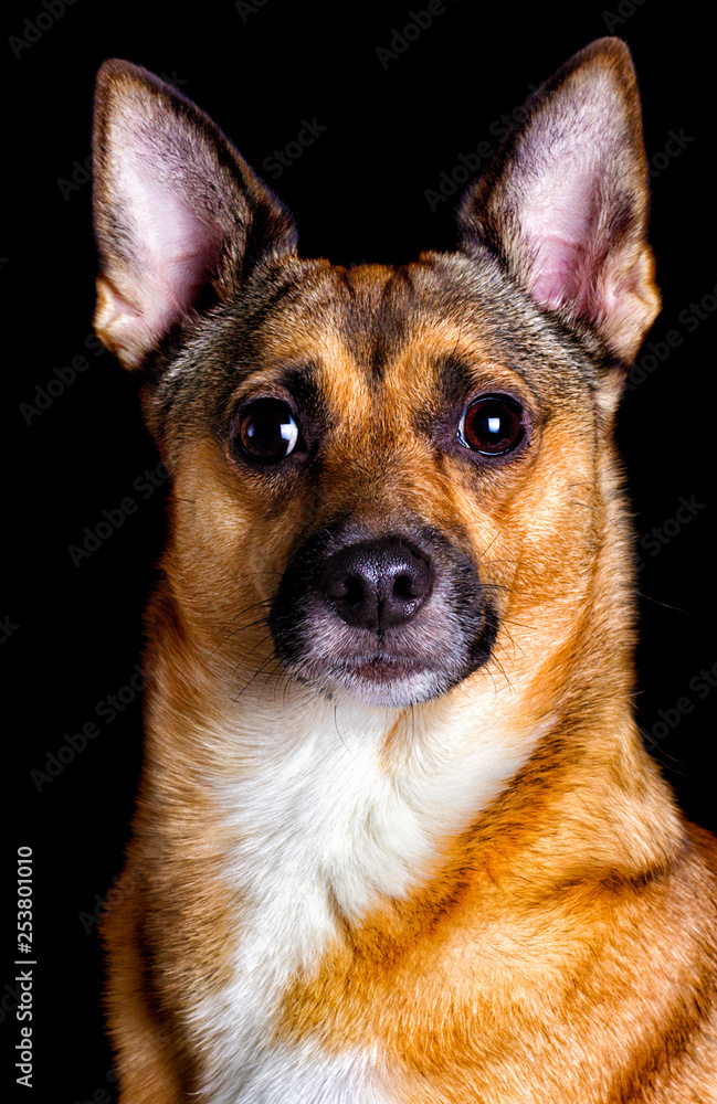 portrait of a dog on a black background portrait of a dog on a black background