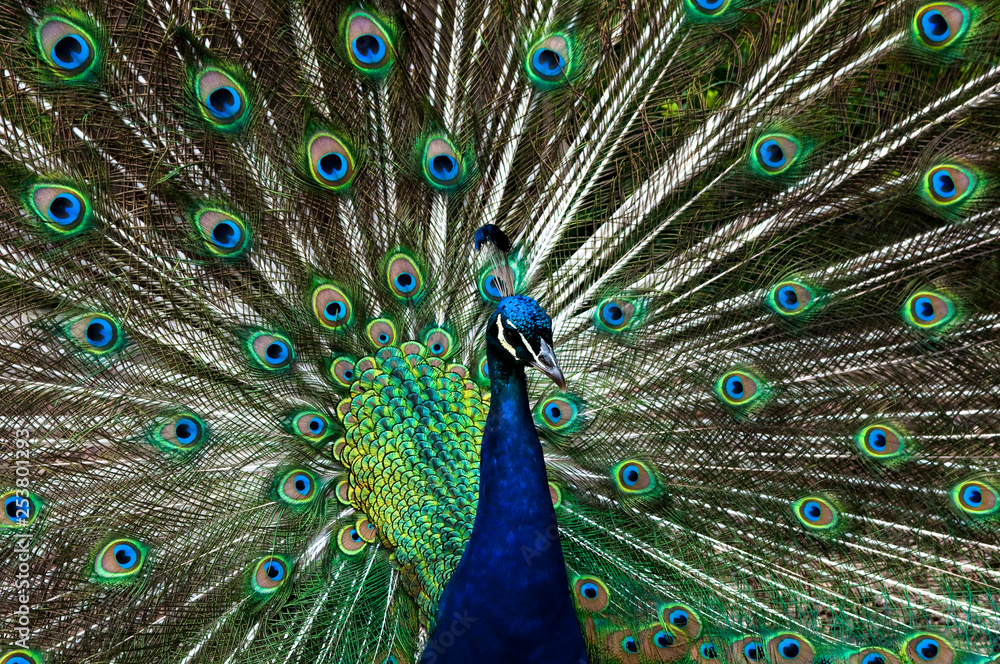 Fototapeta premium Peacock, Groombridge Place Gardens, Kent, UK