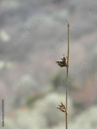 Shallow depth of field image of a wilted flower against blurred forest background (bokeh) © Lumiere et Compagnie