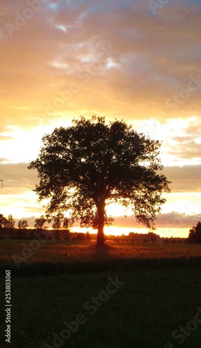 Baum im Gegenlicht / Sonnenuntergang