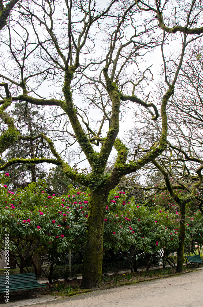 Fototapeta premium Roble común