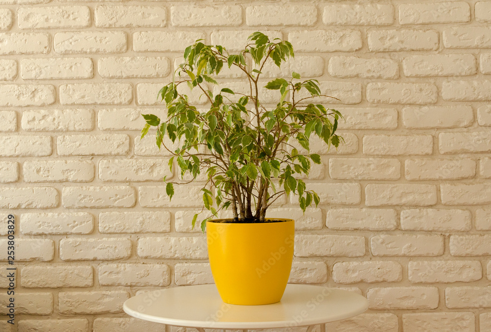 ficus in yellow pot on white brick wall background ficus in yellow pot on white brick wall background