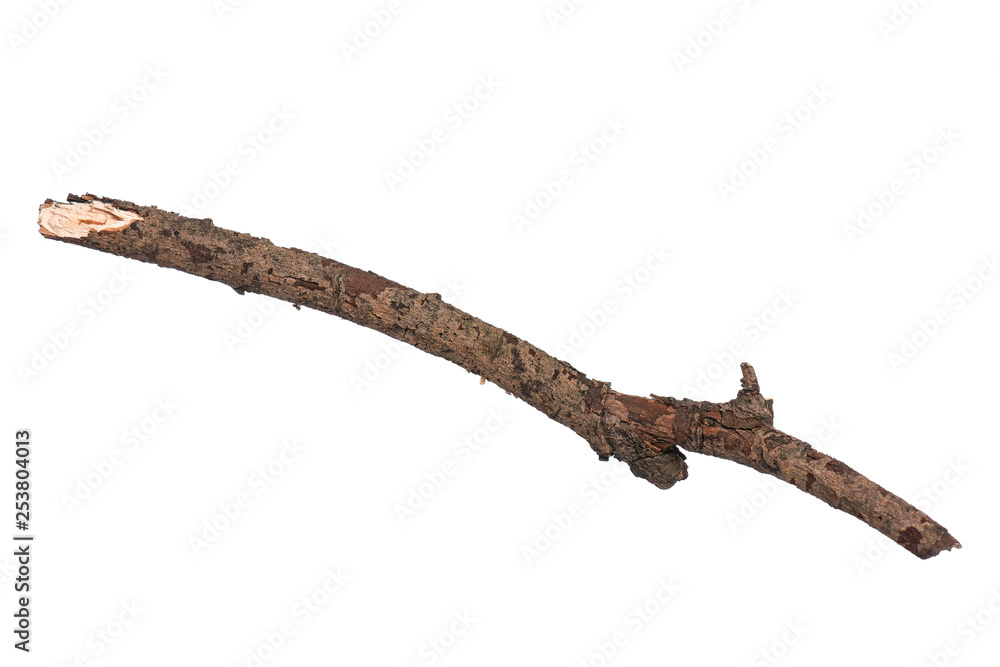 Single dry tree branch, isolated on white background. Stick tree branch from nature for design.