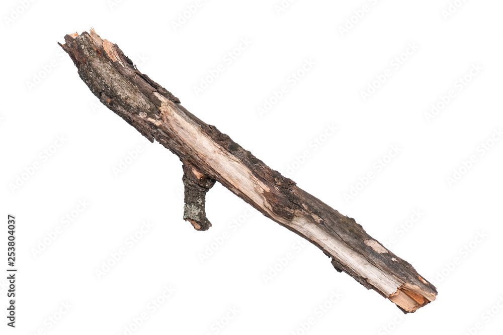 Fototapeta premium Single dry tree branch, isolated on white background. Stick tree branch from nature for design.