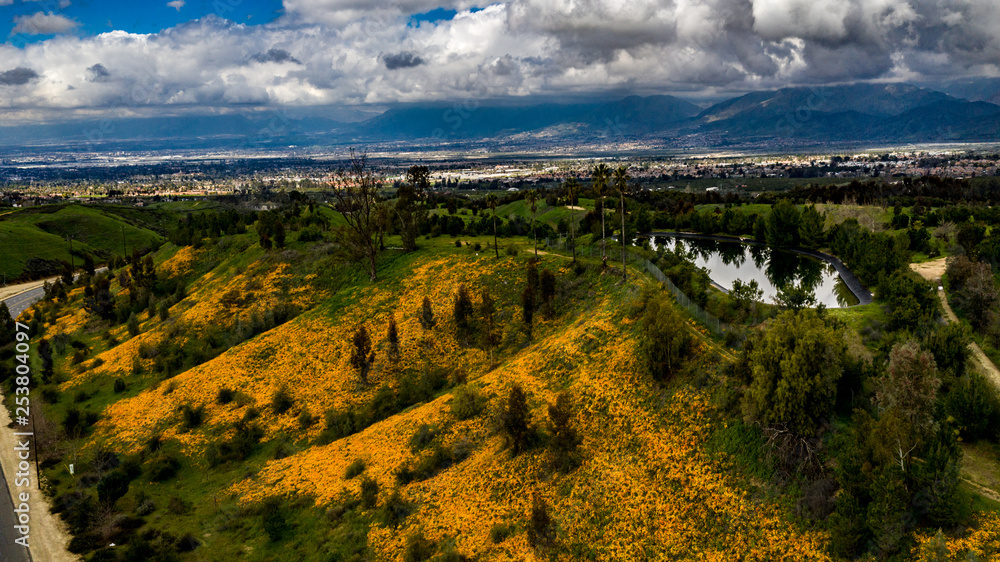 Aerial, drone view of yellow and orange wildflowers on Crafton Hills, Yucaipa, California with emerald green grass, trees, blue sky and white and gray clouds