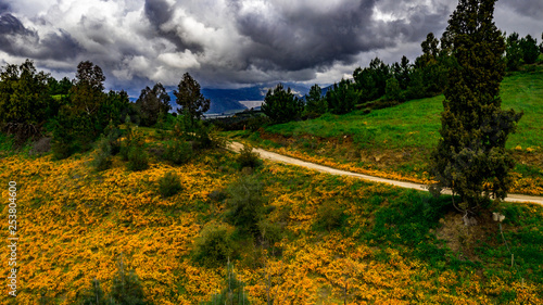 Aerial, drone view of yellow and orange wildflowers on Crafton Hills, Yucaipa, California with emerald green grass, trees, blue sky and white and gray clouds photo