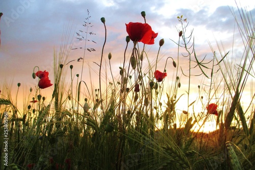 Klatschmohn Mohn Blumen im Abendlicht