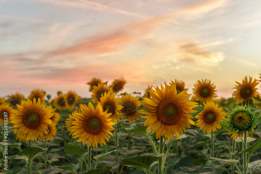 Sunflowers at sunset. Sunflowers at sunset.