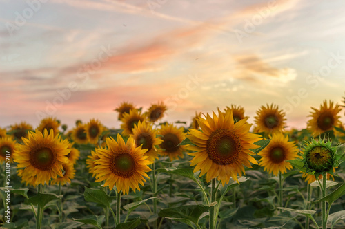Sunflowers at sunset.