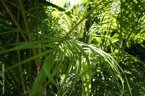 Babassu  Attalea speciosa  in forest Background.