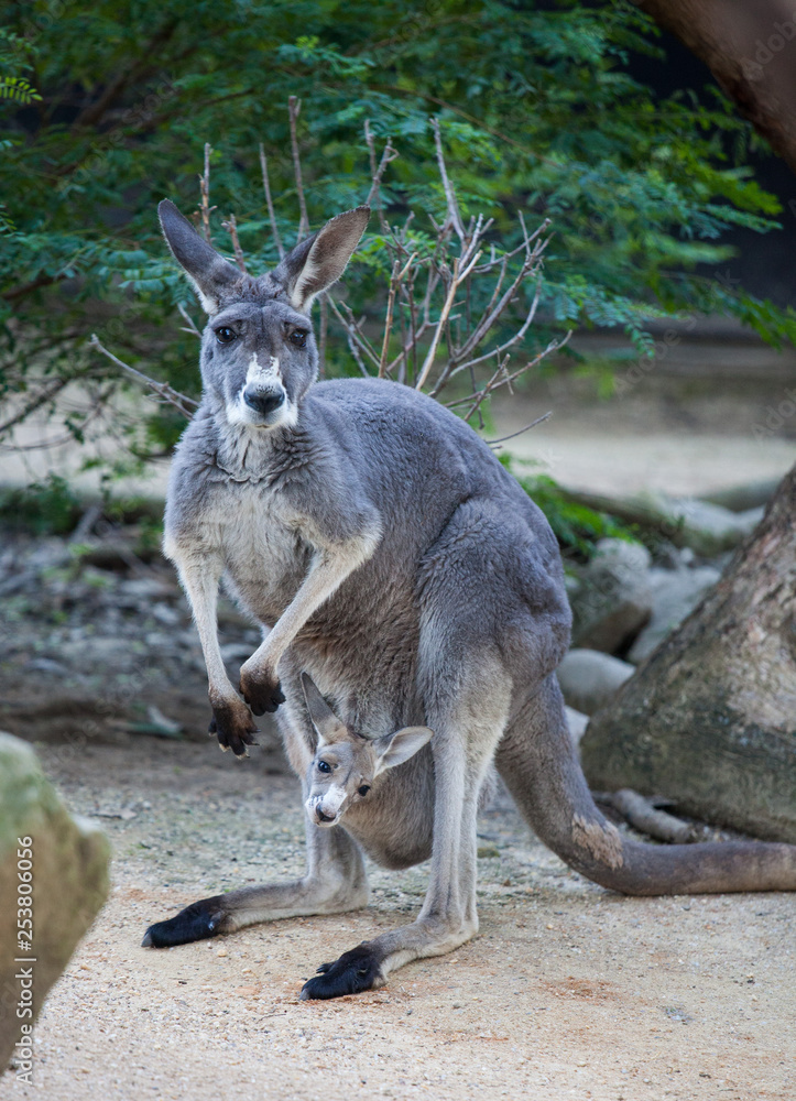 Close up portrait famale Kangaroo with cute joey hiding inside the pouch. Australia. Close up portrait famale Kangaroo with cute joey hiding inside the pouch. Australia.