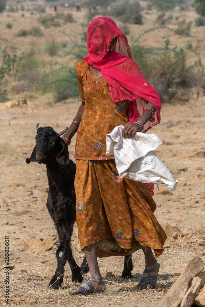 Native woman walking with goat, Jaisalmer, Rajasthan, India